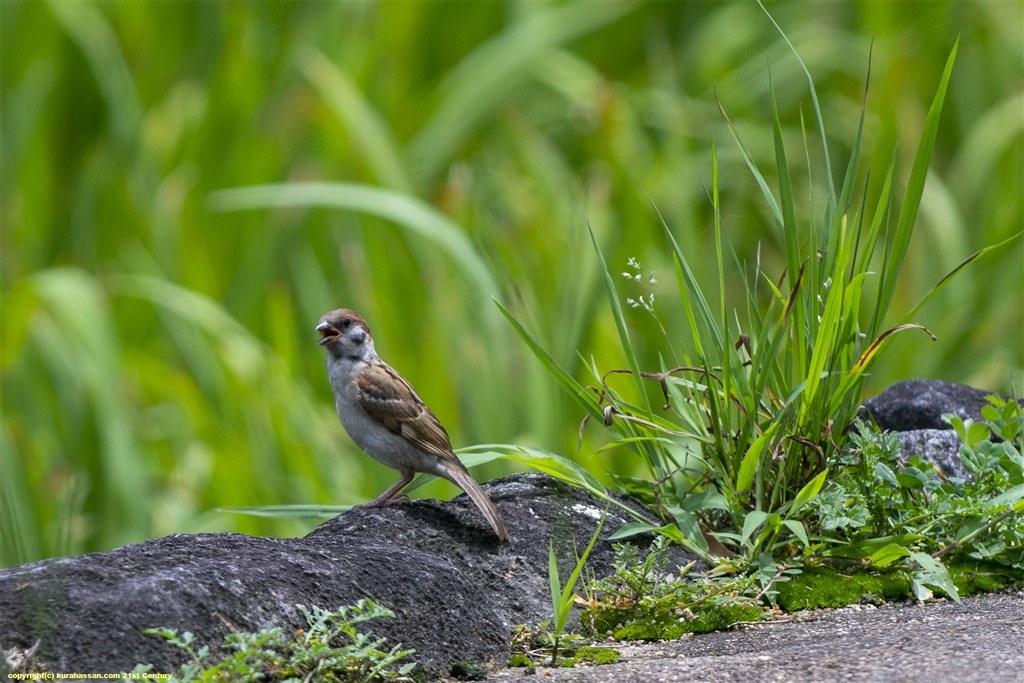 オート撮影での野鳥撮影』 CANON EOS R7 ボディ のクチコミ