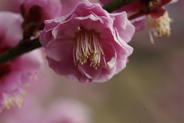 コニカ ミノルタ AF MACRO 100mm F2.8 Newで撮影された写真 - 価格.com