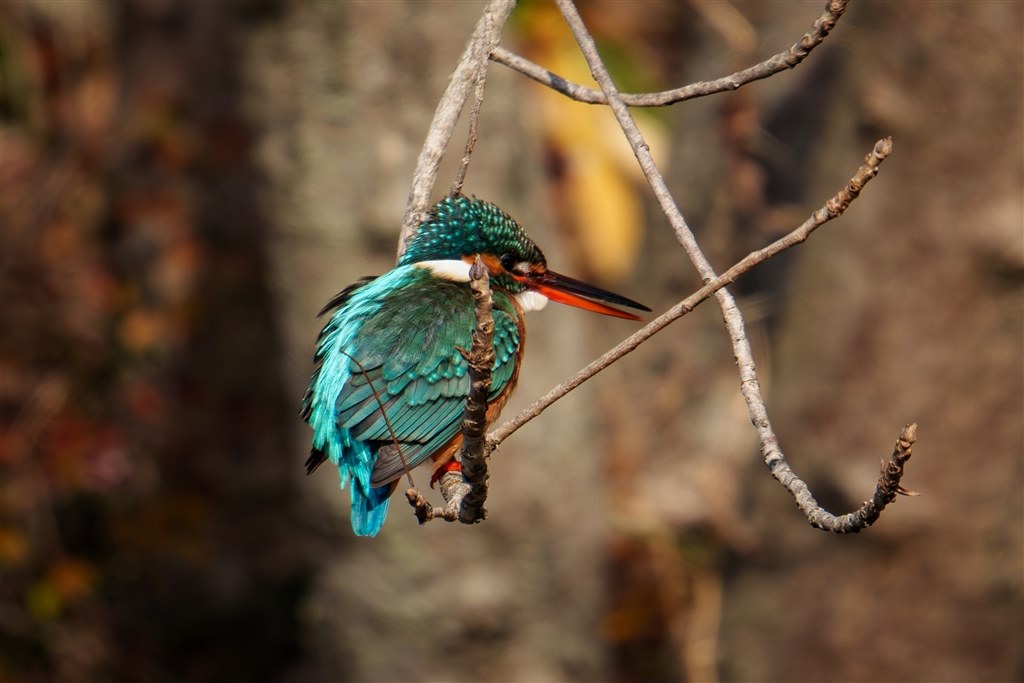 カワセミなど野鳥撮影の設定』 SONY α6700 ILCE-6700 ボディ
