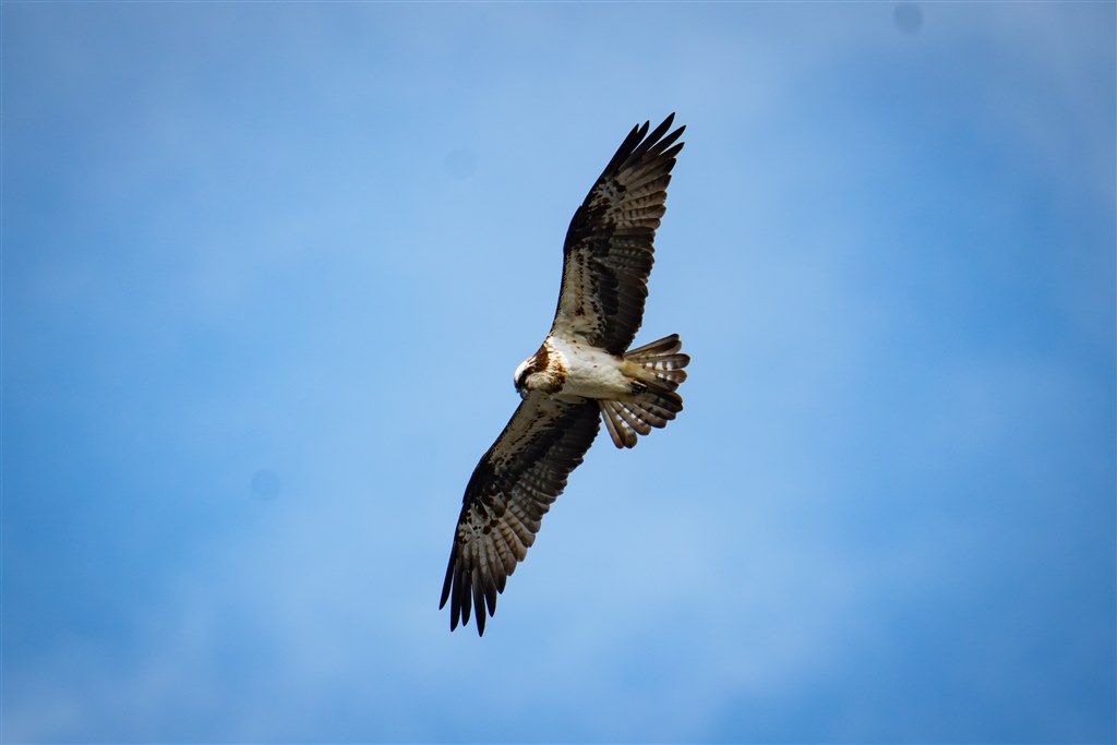 カワセミなど野鳥撮影の設定』 SONY α6700 ILCE-6700 ボディ
