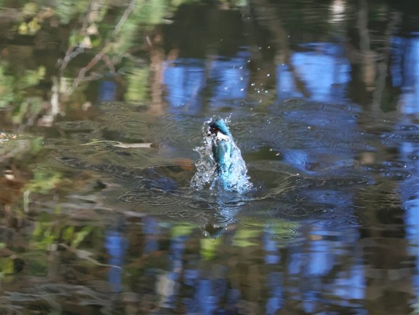 CANON EF-S55-250mm F4-5.6 IS STMで撮影された写真 - 価格.com