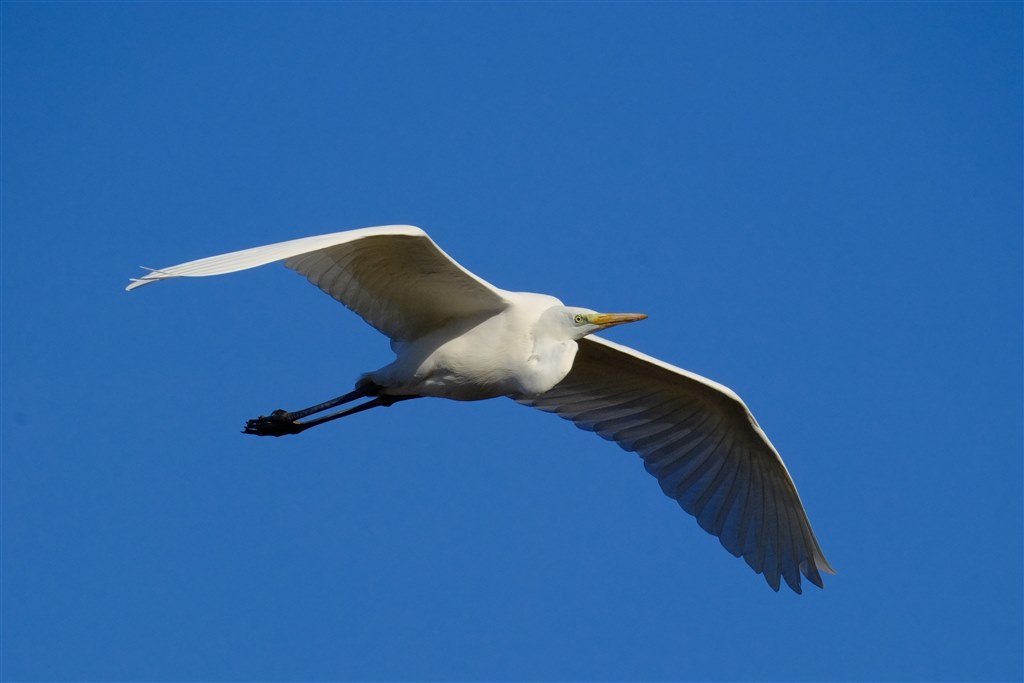 Var.7.10でのカワセミや野鳥の飛び物撮影について』 富士