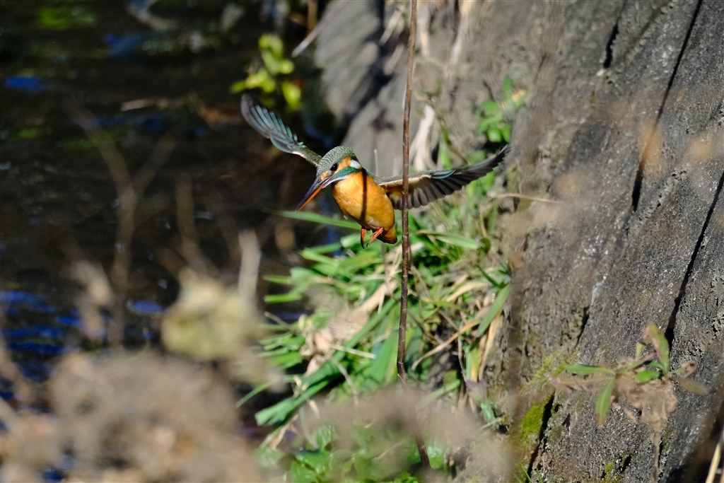 Var.7.10でのカワセミや野鳥の飛び物撮影について』 富士