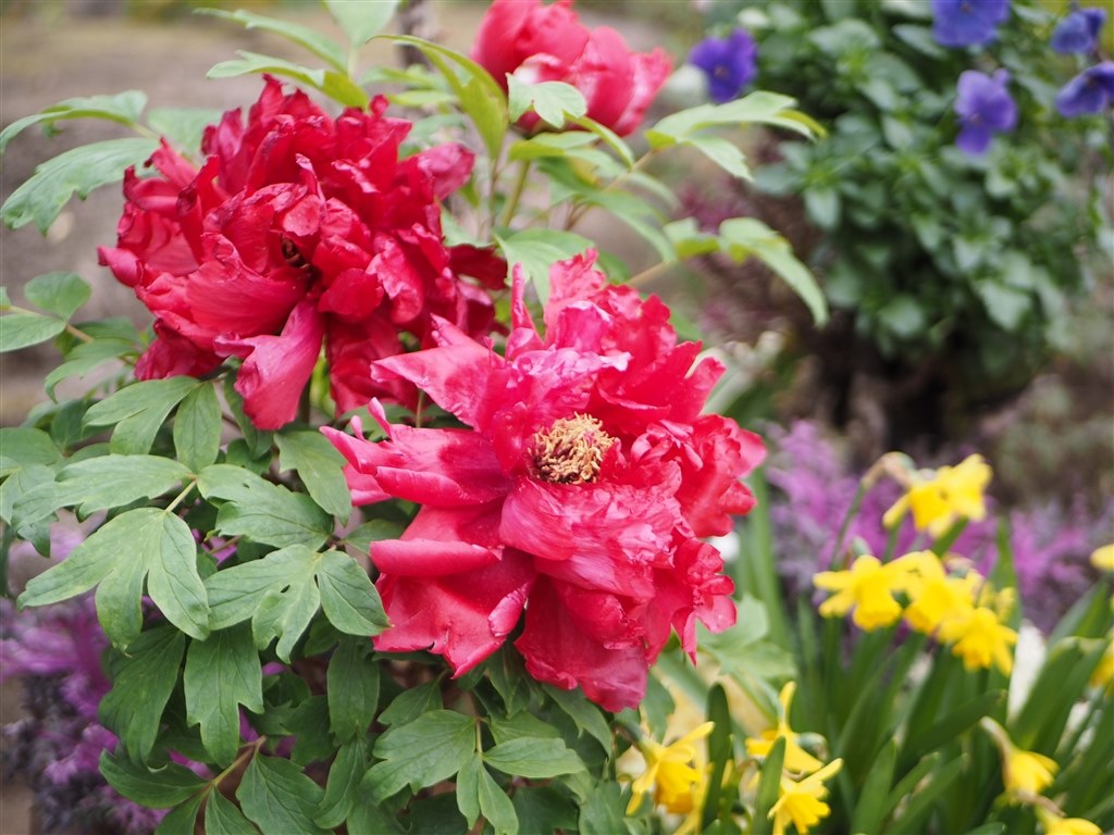 ボケ味を演出❤️Panasonic LUMIX 25mm F1.7❤️単焦点 マイクロフォーサーズでもこれだけボケる。「LUMIX G 25mm/F1.7