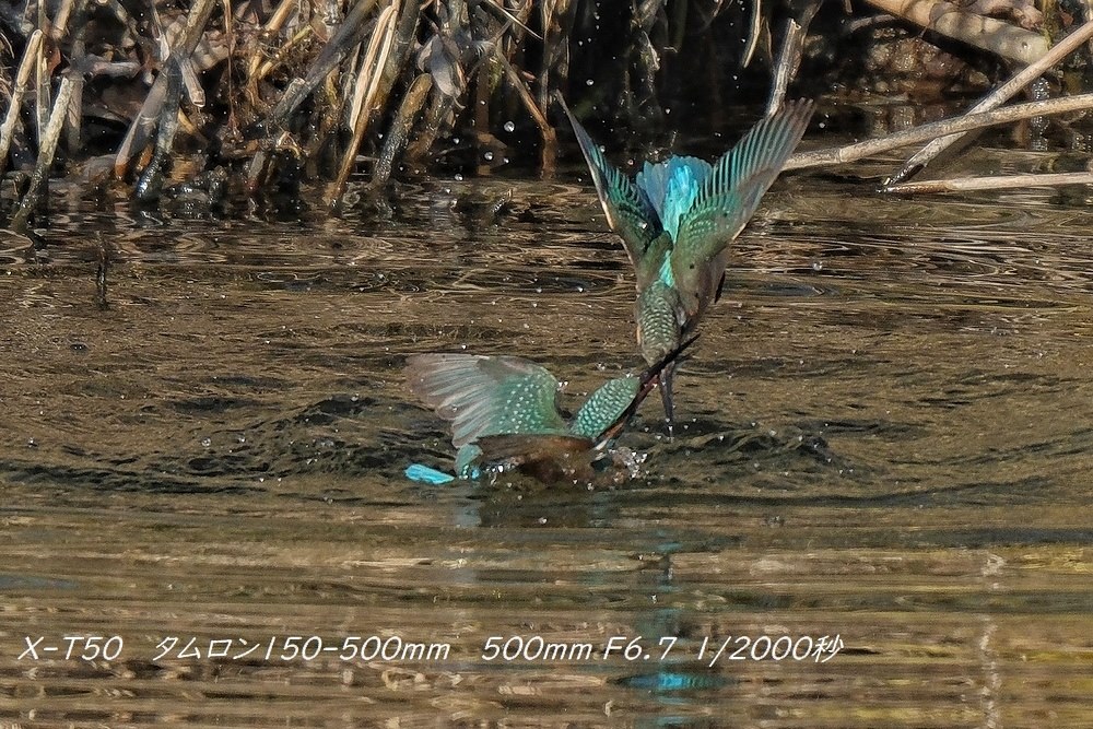 Var.7.10でのカワセミや野鳥の飛び物撮影について』 富士