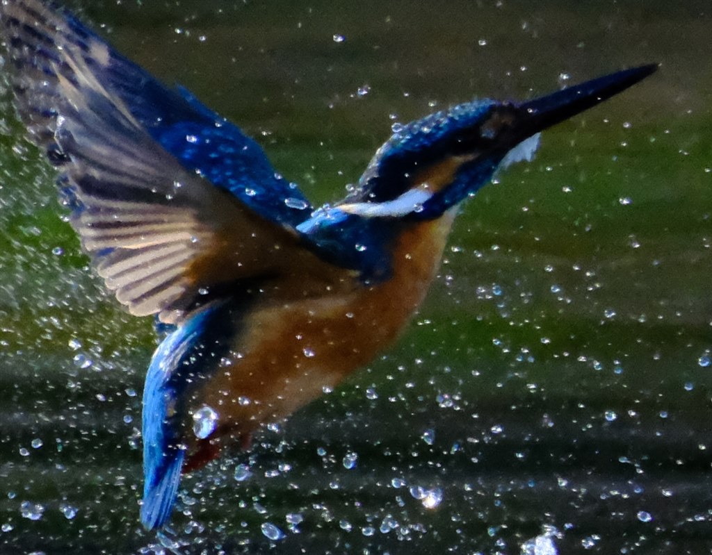 Var.7.10でのカワセミや野鳥の飛び物撮影について』 富士