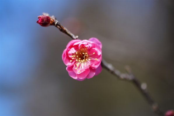 レンズ(単焦点) SP AF60mmF/2 Di II LD [IF] MACRO1:1 SONY Amazon.co.jp: TAMRON 単焦点マクロレンズ SP AF60mm F2 DiII MACRO 1