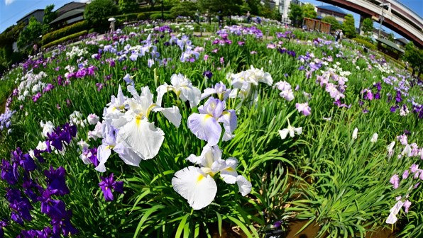 ニコン AF-S Fisheye NIKKOR 8-15mm f/3.5-4.5E ED投稿画像
