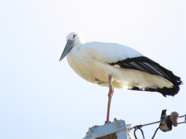 【作例あり】Canon PowerShot SX70HS 青い鳥たち（SX70HS作例）』 CANON PowerShot SX70 HS の