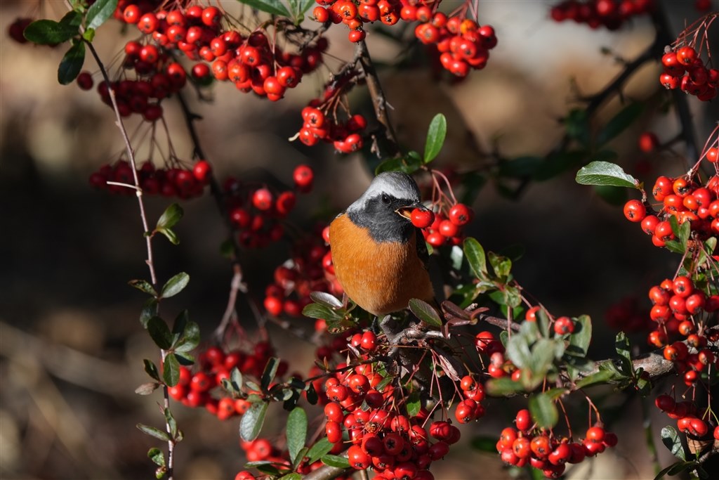解像する組み合わせを教えてください。』 SONY FE 200-600mm F5