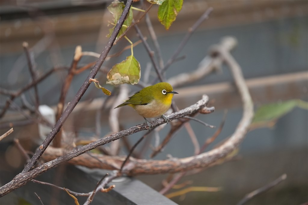解像する組み合わせを教えてください。』 SONY FE 200-600mm F5