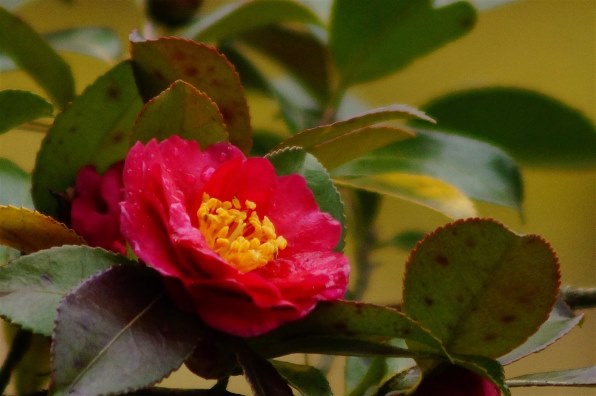 SONY α57 SLT-A57Y ダブルズームレンズキット 価格比較 - 価格.com