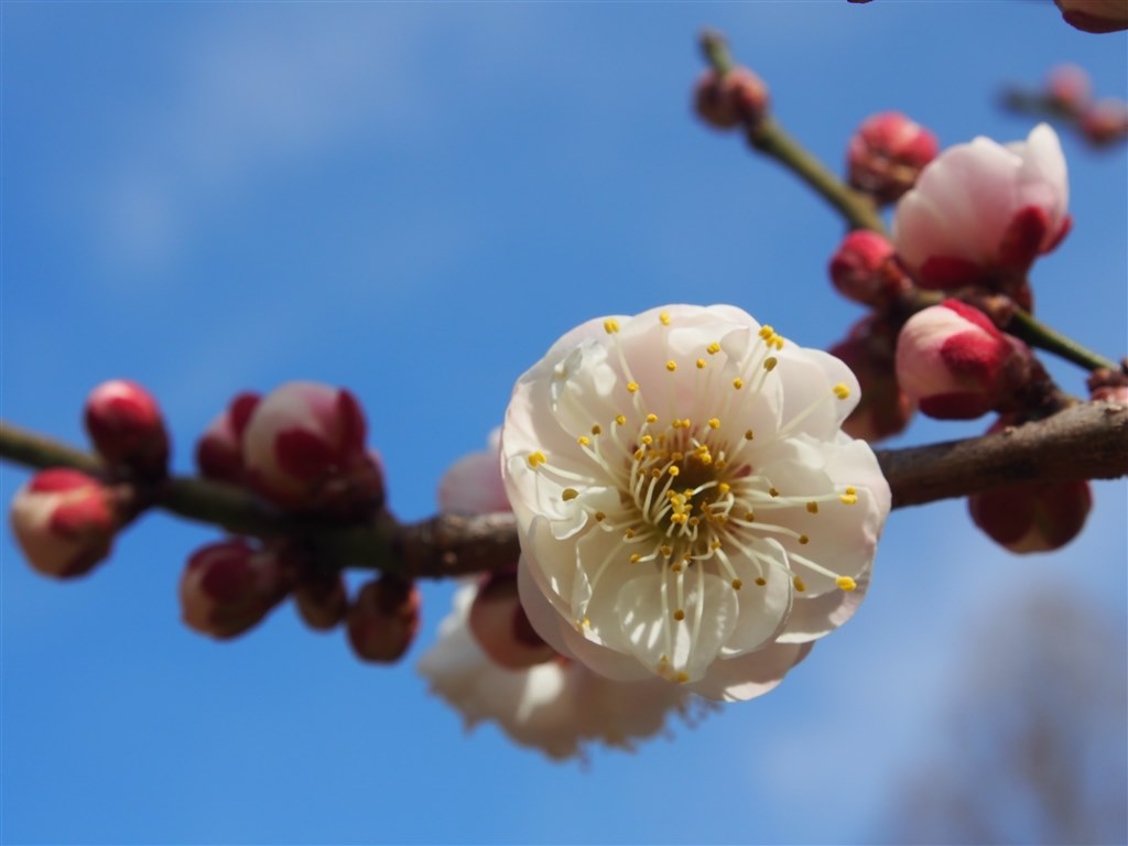 今更ですが、素人の私にもきれいな写真が撮れました