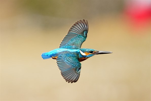 シグマ 150-600mm F5-6.3 DG DN OS [ソニーE用]で撮影された写真