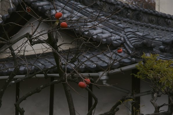 SONY Vario-Sonnar T＊ DT 16-80mm F3.5-4.5 ZA SAL1680Zで撮影された