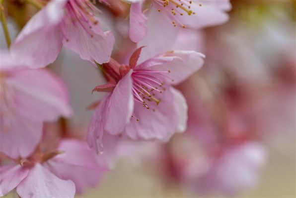 コニカ ミノルタ AF MACRO 100mm F2.8 Newで撮影された写真 - 価格.com