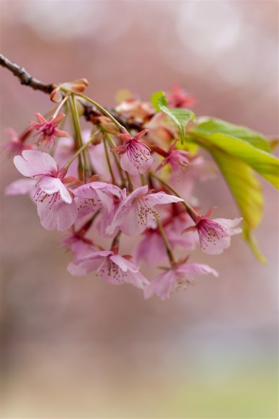 コニカ ミノルタ AF MACRO 100mm F2.8 New コニカ ミノルタ AF MACRO 100mm F2.8 New レビュー評価・評判 - 価格.com