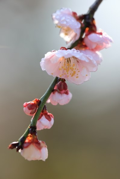 CANON EF180mm F3.5L マクロ USMで撮影された写真 - 価格.com CANON EF180mm F3.5L マクロ USMで撮影された写真 - 価格.com