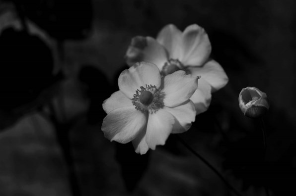SONY DT35mm F1.8 SAM SAL35F18で撮影された写真 - 価格.com SONY DT35mm F1.8 SAM SAL35F18で撮影された写真 - 価格.com