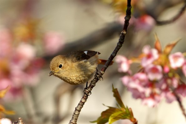 SEL20TC 5個セット　新品未開封 SONY (ソニー) 2x Teleconverter SEL20TC」の商品検索結果