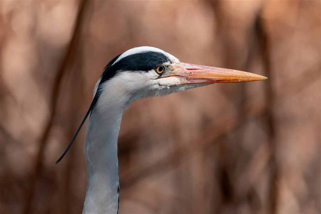 AFが微ボケしてしまうのですが』 SONY FE 400-800mm F6.3-8 G AFが微ボケしてしまうのですが』 SONY FE 400-800mm F6.3-8 G