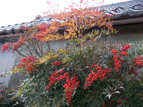 【作例あり】FUJIFILM finepix F31fd コンデジ 上野修：15 富士フイルム FinePix F31fd：Photo & Culture, Tokyo