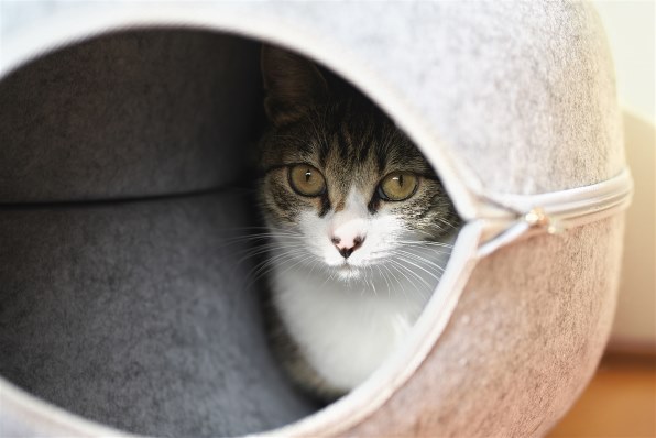 SONY - にゃんこママ　SONY SEL85F18 FE 85mm F1.8 | SEL85F18 | Sony Liberia