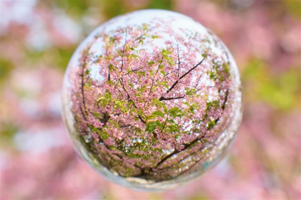 SONY DT 30mm F2.8 Macro SAM SAL30M28で撮影された写真 - 価格.com SONY DT 30mm F2.8 Macro SAM SAL30M28で撮影された写真 - 価格.com