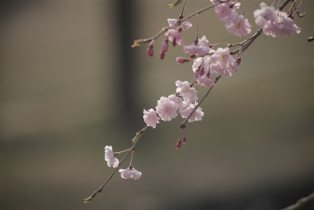 【ジャンク】Canon EF 75-300mm Ⅱ USM クモリ　絞り不良 キヤノンリーフ75-300 75-300mm,レンズ絞りユニット交換部品