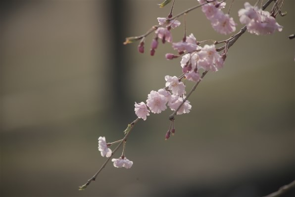 CANON EF75-300mm F4-5.6 IS USM 価格比較 - 価格.com CANON EF75-300mm F4-5.6 IS USM 価格比較 - 価格.com