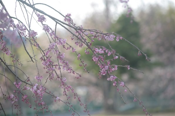 値下【撮影例付・美品】 CANON EF 75-300mm F4-5.6 USM EF75-300mm F4-5.6 IS USM - キヤノンカメラミュージアム
