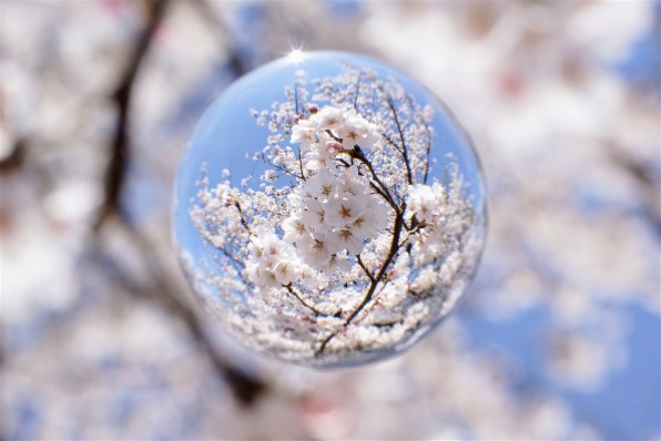その他 DT30F2.8MACRO SAM Amazon.co.jp: SONY 単焦点マクロレンズ DT 30mm F2.8 Macro SAM