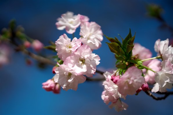 SONY FE 135mm F1.8 GM SEL135F18GMのクチコミ - 価格.com