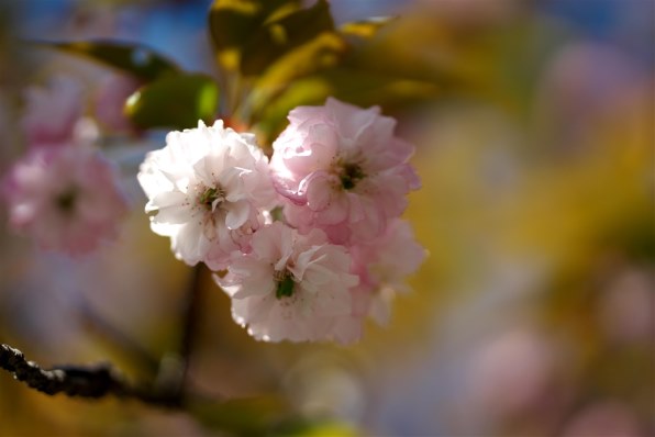 SONY FE 135mm F1.8 GM SEL135F18GMのクチコミ - 価格.com