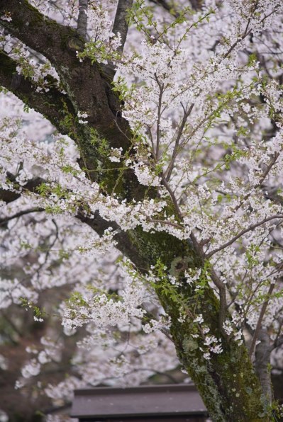 SONY α9 II ILCE-9M2 ボディで撮影された写真 - 価格.com SONY α9 II ILCE-9M2 ボディで撮影された写真 - 価格.com
