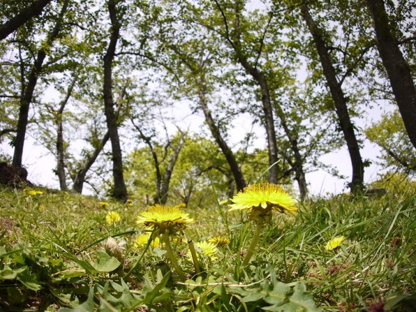 パナソニック LUMIX DMC-GF3 ボディで撮影された写真 - 価格.com