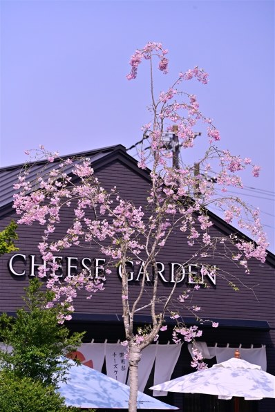 ニコン AF-S NIKKOR 28-300mm f/3.5-5.6G ED VRで撮影された写真