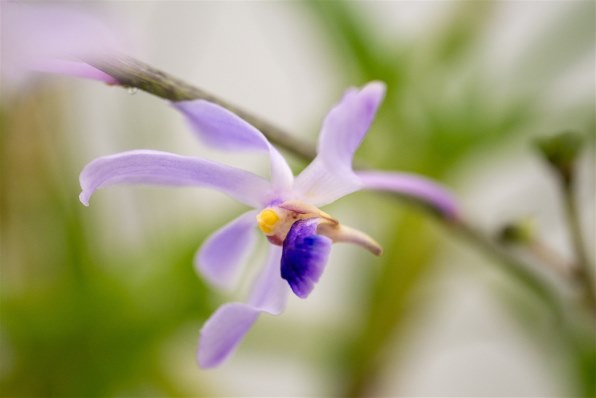 パナソニック LUMIX G MACRO 30mm/F2.8 ASPH./MEGA O.I.S. H-HS030で