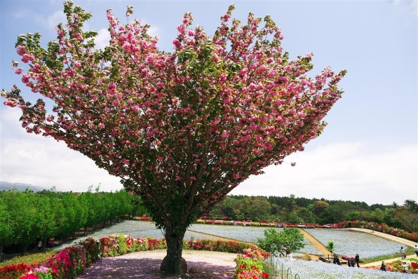 SONY Distagon T* 24mm F2 ZA SSM SAL24F20Z投稿画像・動画 - 価格.com