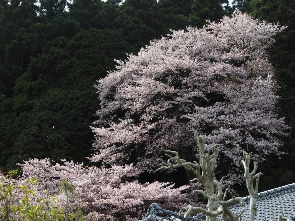オリンパス M.ZUIKO DIGITAL ED 14-150mm F4.0-5.6 IIで撮影された写真