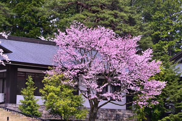 【作例あり】ニコン AF-S NIKKOR 28-300mm VR AF-S NIKKOR 28-300mm f/3.5-5.6G ED VRで撮影された写真 | 写真