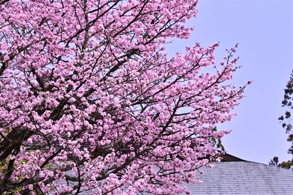 ニコン AF-S NIKKOR 28-300mm f/3.5-5.6G ED VRで撮影された写真