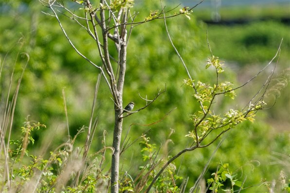 シグマ APO 50-500mm F4.5-6.3 DG OS HSM (ニコン用) 価格比較 シグマ APO 50-500mm F4.5-6.3 DG OS HSM (ニコン用) 価格比較