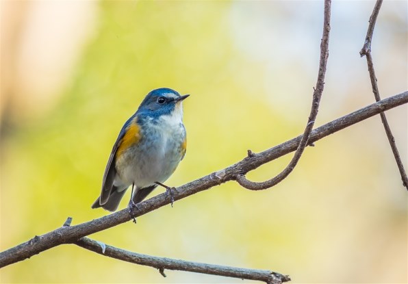 ペンタックス smc PENTAX-DA☆ 300mm F4ED [IF] SDMで撮影された写真