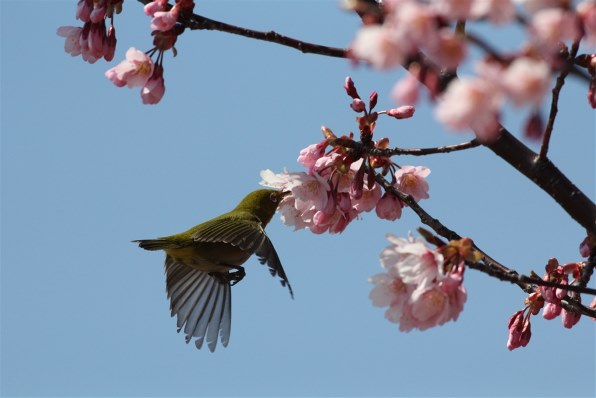CANON EF500mm F4.5L USMで撮影された写真 - 価格.com