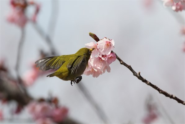 CANON EOS 60D ボディで撮影された写真 - 価格.com