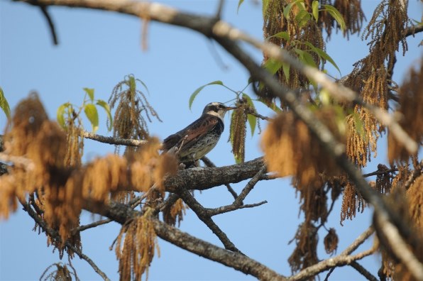 ニコン D300S ボディのクチコミ - 価格.com