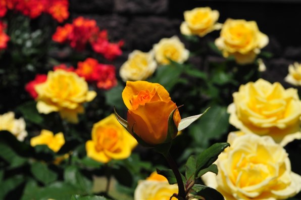 美品 Nikon D300 レンズキット スマホ転送OK #8876 ニコン D300