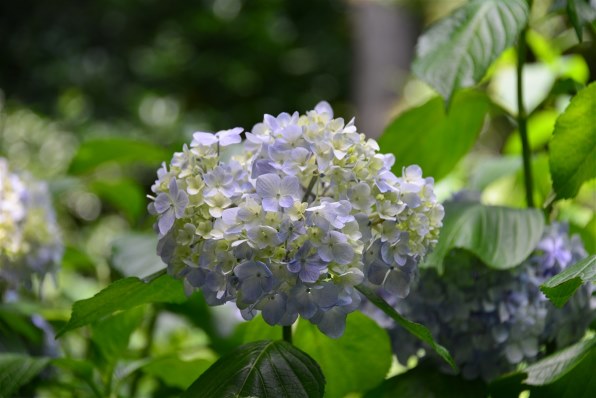 ニコン D300 ボディ投稿画像・動画 - 価格.com