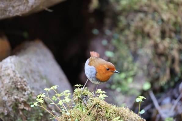 CANON EF500mm F4L IS USMで撮影された写真 - 価格.com